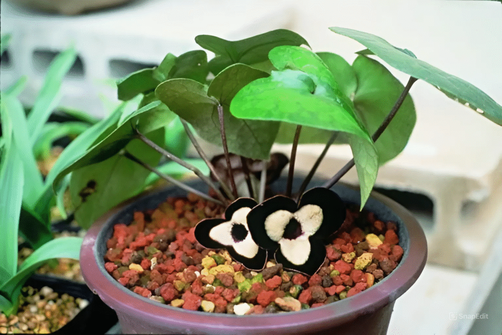 Cây trầu tiên