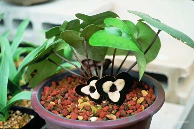 Cây trầu tiên