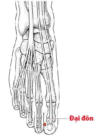 Huyệt đại đôn