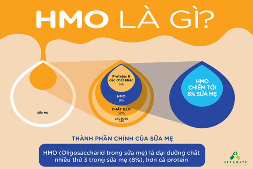 HMO là gì?