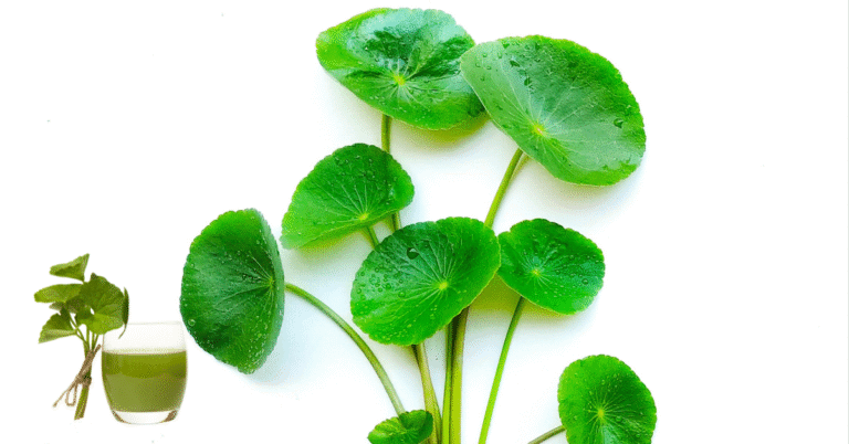 Nước ép rau má
