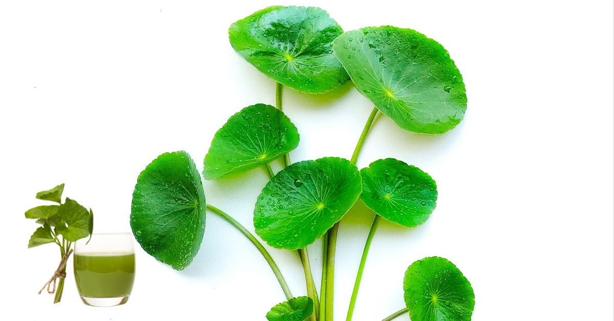 Nước ép rau má