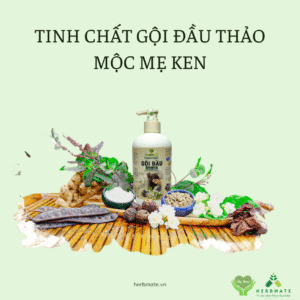 TINH CHẤT GỘI ĐẦU THẢO MỘC MẸ KEN