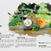 catalog cao bí đỏ mẹ Ken