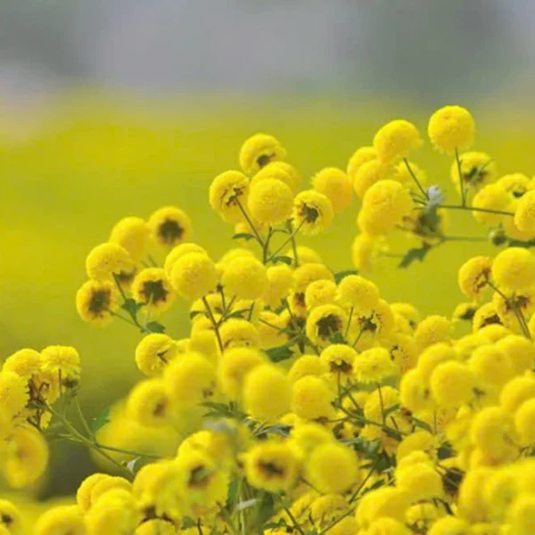 Trà Hoa Cúc Chi Thái Minh - Hũ Vuông 40g - Thanh Nhiệt, Sáng Mắt, An Thần