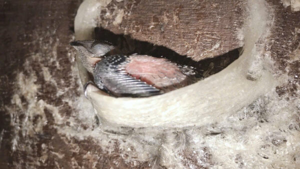 Yến Hoa Hồng Tinh Chế - Hộp 50g - Công Nghệ Không Ngâm Nở, Giữ Trọn Vi Chất